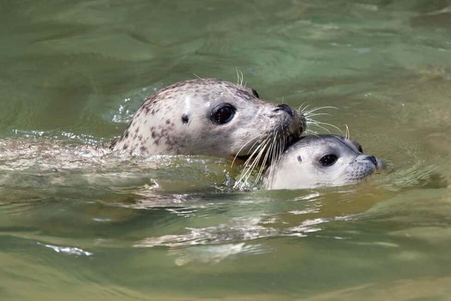 Vancouver: Snorkel, Kayak, and Seal Adventure Boat Tour - From Horseshoe Bay to open Howe Sound
