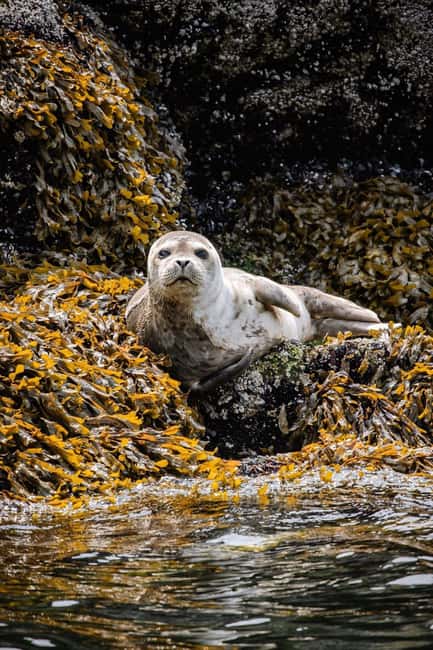 Vancouver: Snorkel, Kayak, and Seal Adventure Boat Tour - Kayaking beside the colony