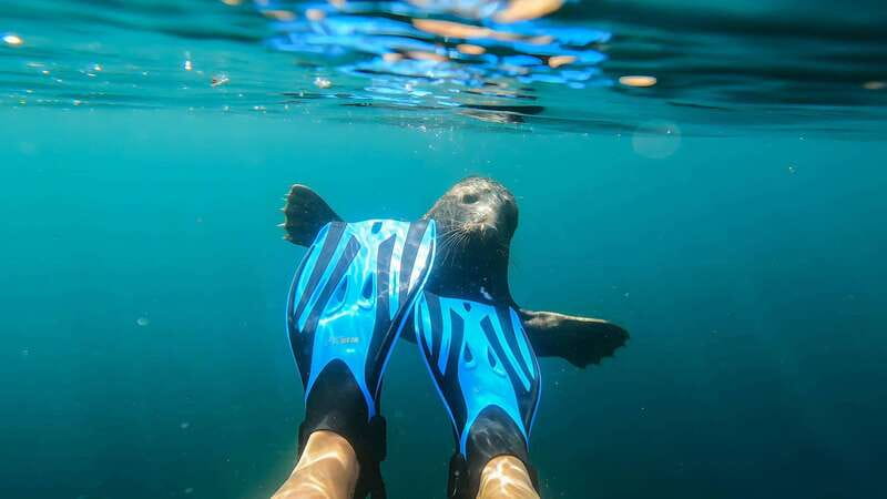 Vancouver: Snorkeling Seals Kayaking Scenic Boat Tour - Snorkeling with seals in summer