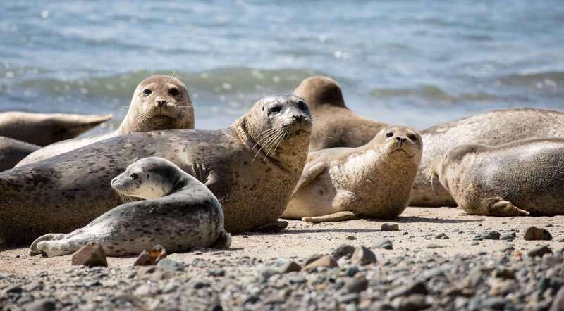Vancouver: Snorkeling Seals Kayaking Scenic Boat Tour - Is $98 a fair price?