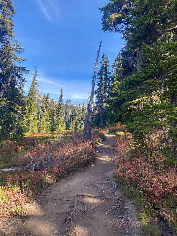 Vancouver/Squamish: Garibaldi Park Panorama Ridge Hike - How Marc’s guiding affects the day