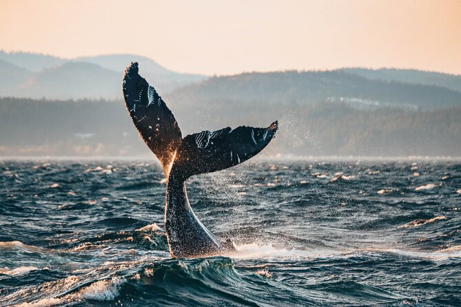 Vancouver Sunset Whale Watching Adventure with Free Photos - Key points before you book