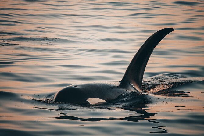 Vancouver Sunset Whale Watching Adventure with Free Photos - The catamaran ride and onboard comfort
