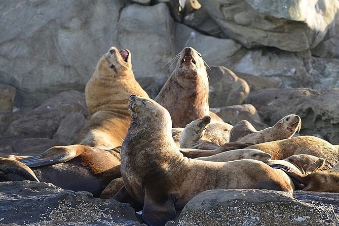 Vancouver UNESCO Biosphere Reserve Wildlife Scenic Boat Tour - A guide who cares about the science