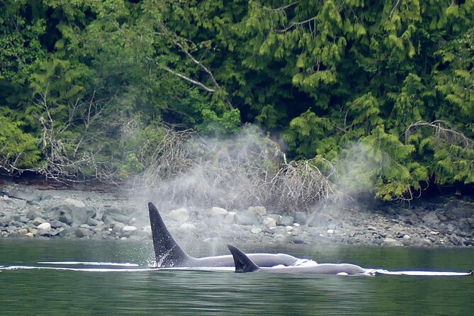 Vancouver UNESCO Biosphere Reserve Wildlife Scenic Boat Tour - Is $89.62 a fair price?