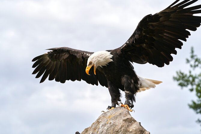 Vancouver UNESCO Biosphere Reserve Wildlife Scenic Boat Tour - Who will enjoy this boat trip most?