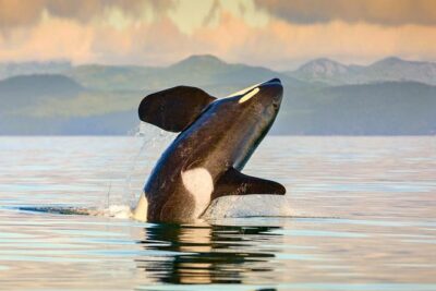 Victoria Day Trip by Seaplane + Whale Watching by Boat