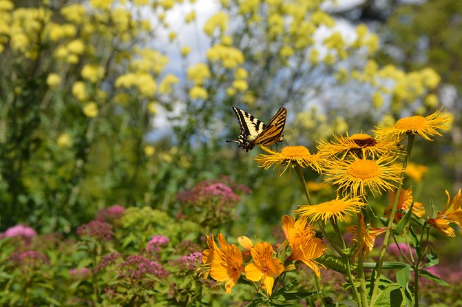 VanDusen Botanical Garden Admission Ticket - How to plan your visit