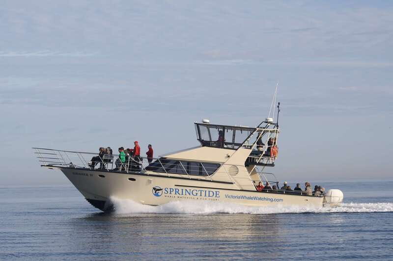 Victoria: 3-Hour Whale Watching Tour - Key things to know before you book