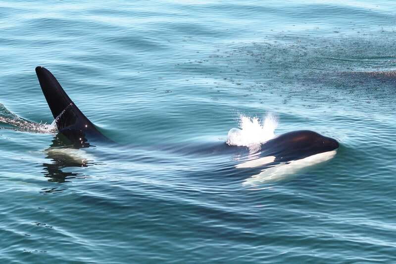 Victoria: 3-Hour Whale Watching Tour - Leaving Victoria and entering the Salish Sea