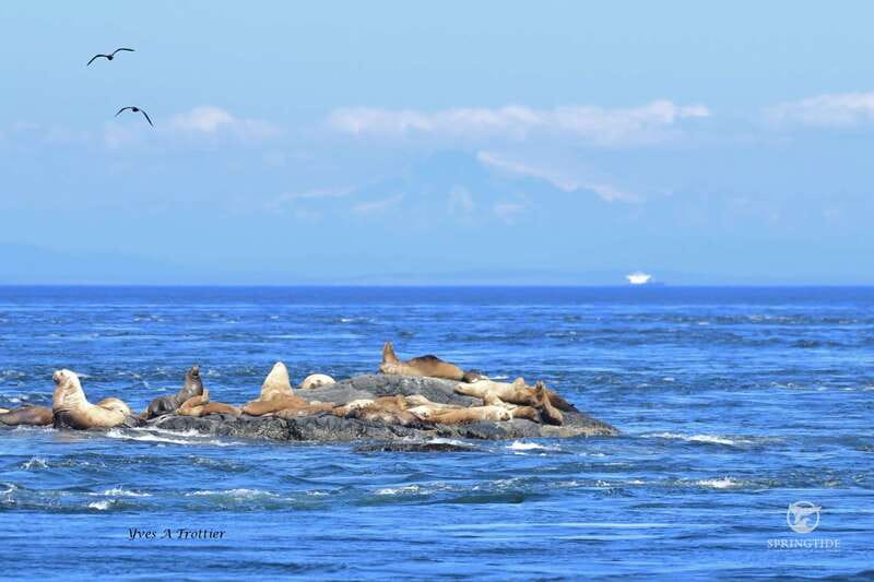 Victoria: 3-Hour Whale Watching Tour - Searching for orcas and humpback whales
