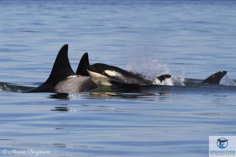 Victoria: 3-Hour Whale Watching Tour - Staying warm and comfortable for three hours