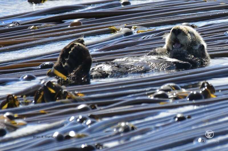 Victoria: 3-Hour Whale Watching Tour - Is $123 a fair price?