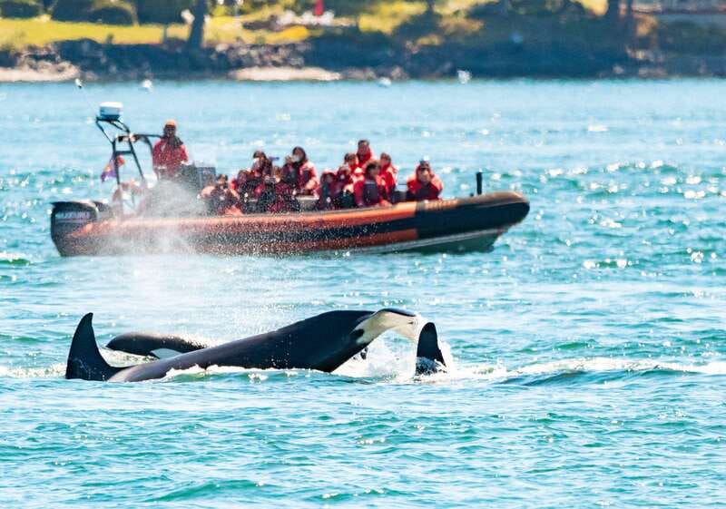Victoria: 3-Hour Zodiac Whale-Watching Tour - Key Points At A Glance