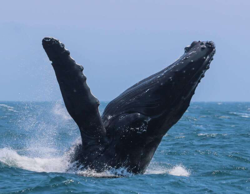 Victoria: 3-Hour Zodiac Whale-Watching Tour - Meeting Orca Spirit At Victoria Harbour