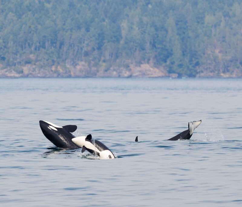 Victoria: 3-Hour Zodiac Whale-Watching Tour - Three Hours Along The Salish Sea