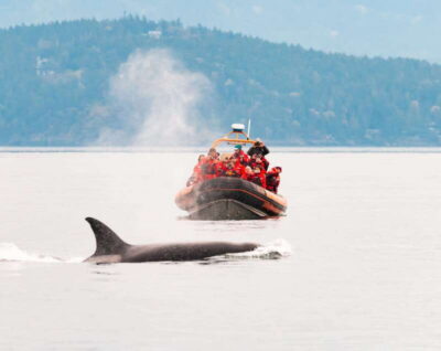 3-Hour Zodiac Whale-Watching Tour