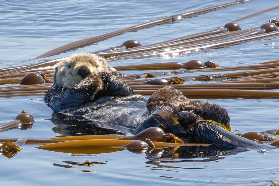 Victoria: 3-Hour Zodiac Whale-Watching Tour - Whales You Might See