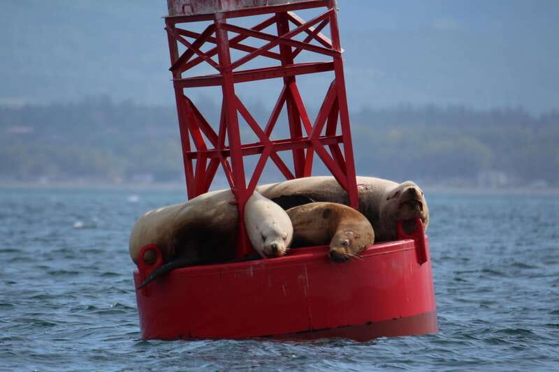 Victoria: 3-Hour Zodiac Whale-Watching Tour - Seals, Sea Lions, Birds, And Smaller Encounters