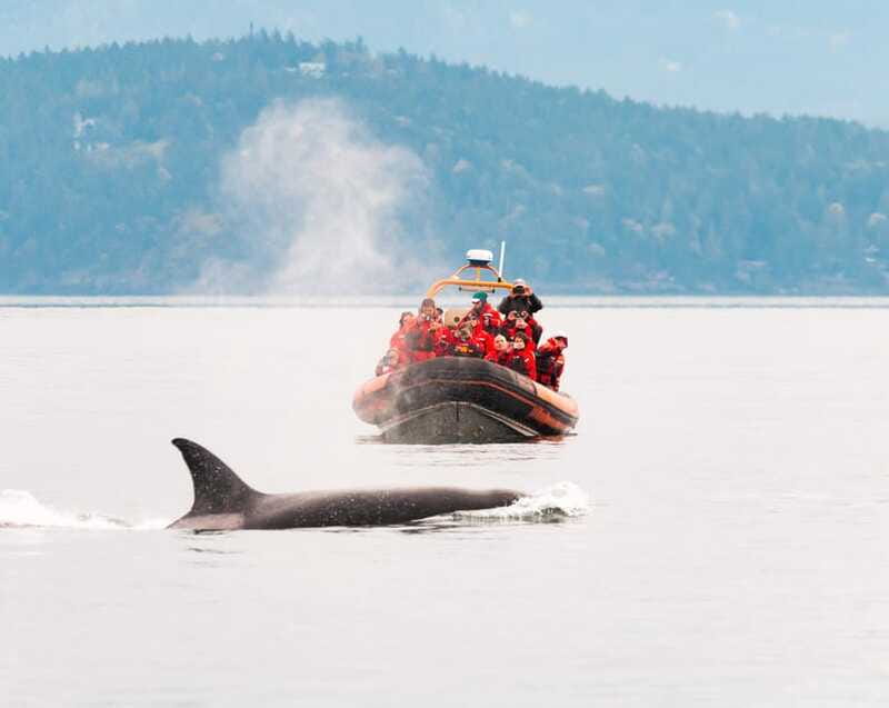 Victoria: 3-Hour Zodiac Whale-Watching Tour - Hydrophones Add A Second Way To Experience Whales