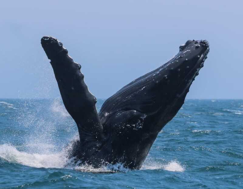 Victoria: 3-Hour Zodiac Whale-Watching Tour - Guides Who Make The Difference