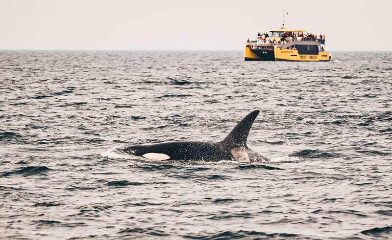 Victoria: Covered Whale Watching Adventure with Free Photos - Key points to know before booking
