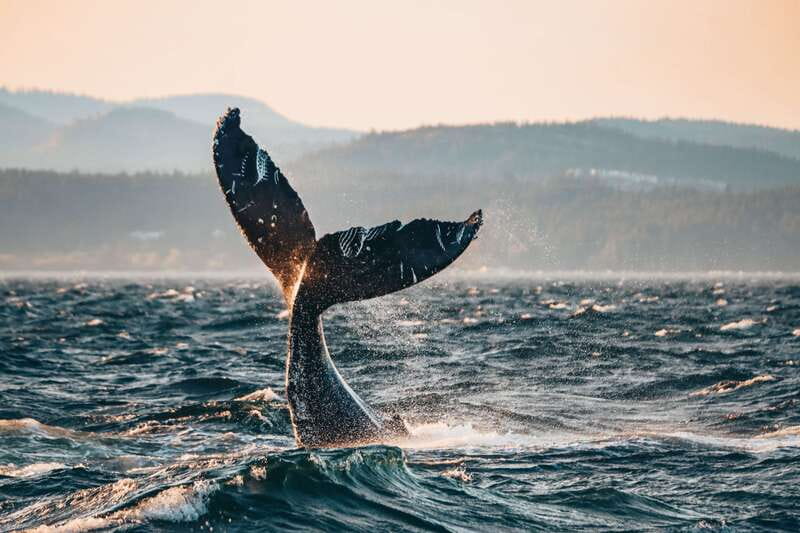 Victoria: Covered Whale Watching Adventure with Free Photos - Crossing the Strait of Juan de Fuca
