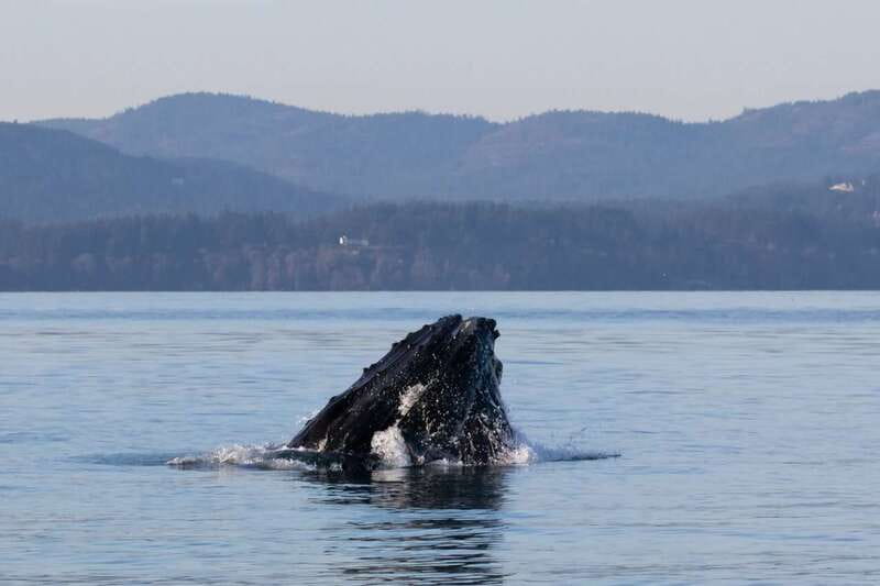 Victoria: Covered Whale Watching Adventure with Free Photos - The wildlife beyond the whales