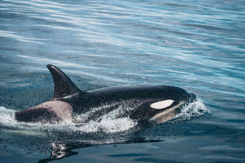 Victoria: Covered Whale Watching Adventure with Free Photos - Why the catamaran makes a difference