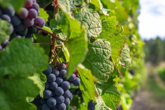 Victoria Grapes to Grains Full Day Guided Tour - Who will get the most from this tour