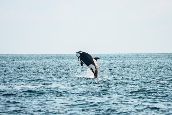 Victoria Half-Day Whale Watching Adventure with Free Photos - Key points to know before you book