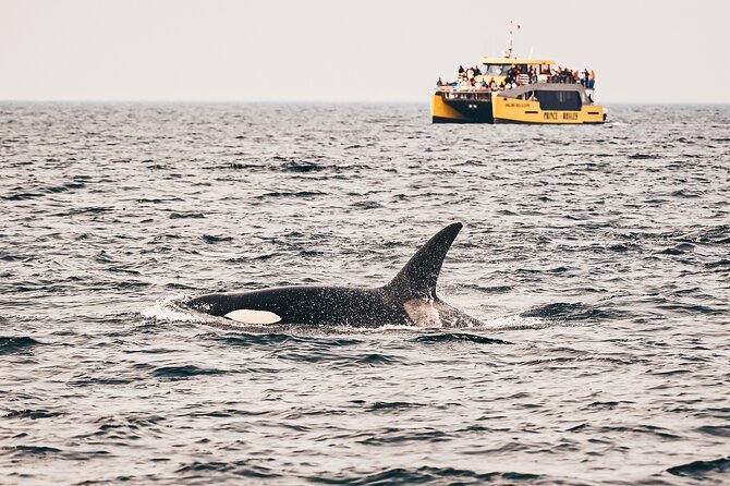 Victoria Half-Day Whale Watching Adventure with Free Photos - Leaving Victoria’s Inner Harbour