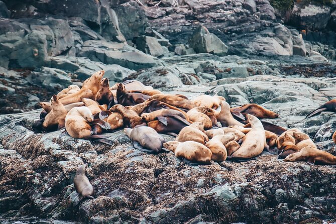 Victoria Half-Day Whale Watching Adventure with Free Photos - What you might see, and what you might miss