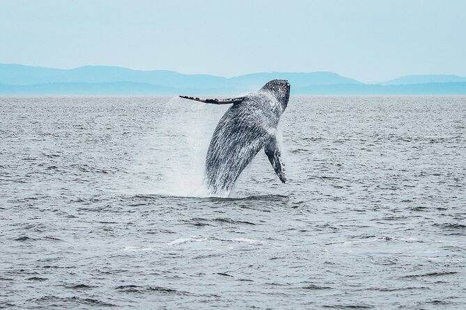 Victoria Half-Day Whale Watching Adventure with Free Photos - Timing, weather, and practical planning