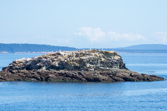 Victoria Half-Day Whale Watching Adventure with Free Photos - Searching the Strait of Juan de Fuca