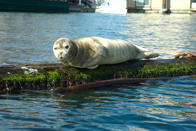 Victoria Harbour Kayak Tour - Key things to know before you paddle