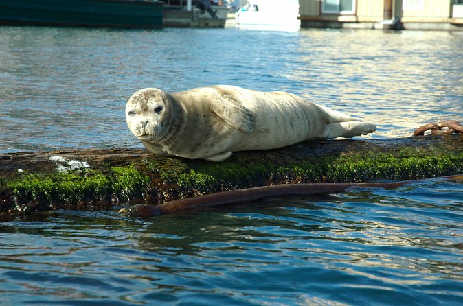 Victoria Harbour Kayak Tour - Wildlife encounters and the quieter side of the harbour
