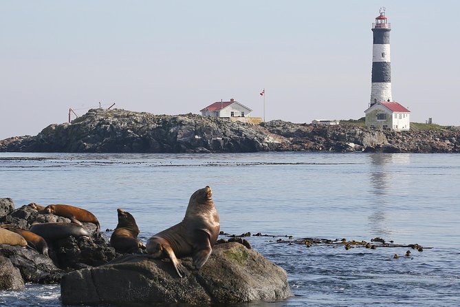 Victoria Marine Wildlife Tour - Key points to know before booking