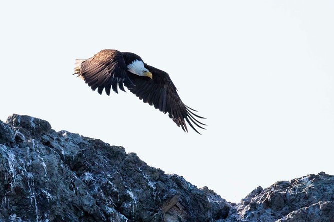 Victoria Marine Wildlife Tour - Guides who add meaning to the wildlife