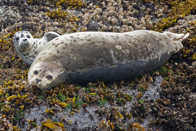 Victoria Marine Wildlife Tour - The real value of the $131.43 price