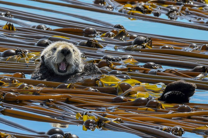 Victoria Marine Wildlife Tour - What to expect in different seasons