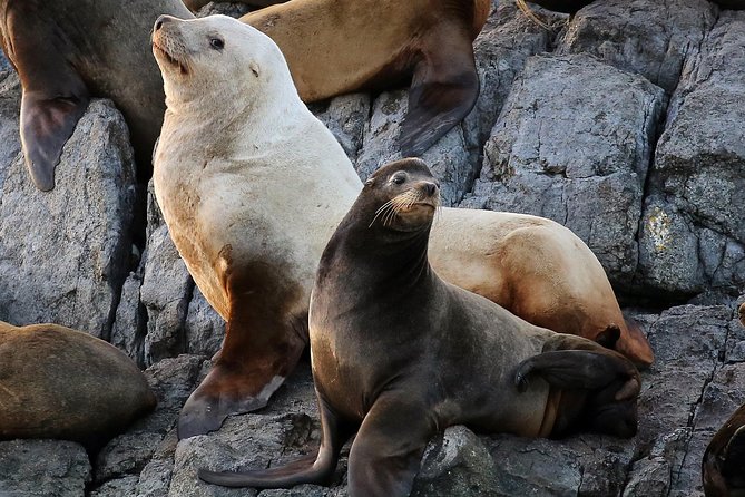 Victoria Marine Wildlife Tour - Who will enjoy this most
