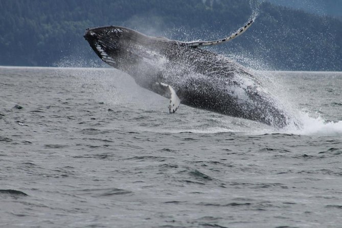 Victoria Shore Excursion: Whale-Watching Cruise with Expert Naturalist Guides - The second hour: faster water and wider views