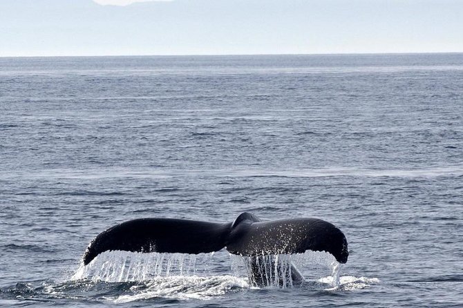 Victoria Shore Excursion: Whale-Watching Cruise with Expert Naturalist Guides - What you might see beyond the orcas