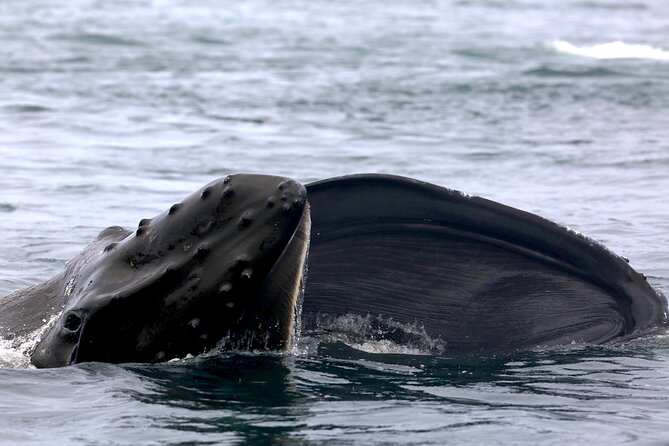 Victoria Shore Excursion: Whale-Watching Cruise with Expert Naturalist Guides - The guides are a major part of the value