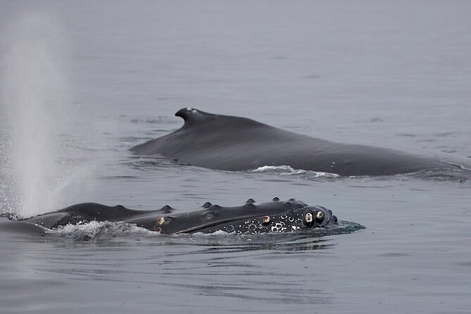 Victoria Shore Excursion: Whale-Watching Cruise with Expert Naturalist Guides - Comfort, family appeal, and practical limits