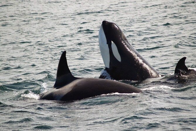 Victoria Shore Excursion: Whale-Watching Cruise with Expert Naturalist Guides - Booking timing and cancellation terms