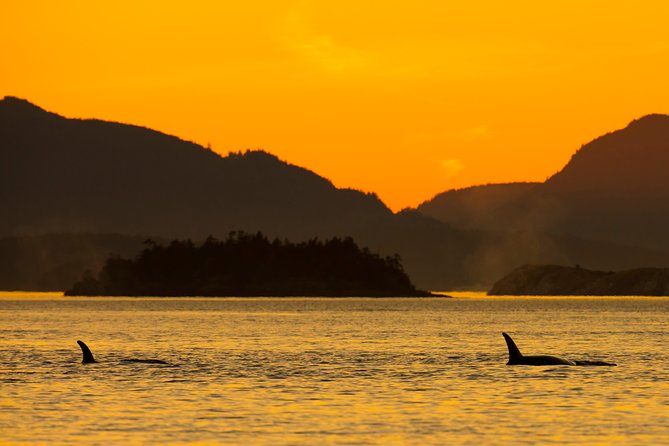 Victoria Sunset Whale-Watching Cruise - Why a sunset departure works so well