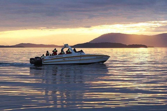 Victoria Sunset Whale-Watching Cruise - What the three-hour itinerary feels like