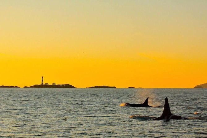 Victoria Sunset Whale-Watching Cruise - Is the $138 price good value?